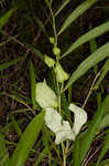 Slimleaf pawpaw